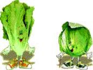 LECHUGA FRESCA 